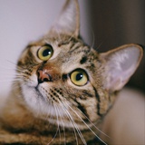 默西塞德麦师傅