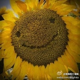 天空的鱼