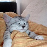 爱上鱼的猫