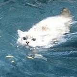 会游泳的猫