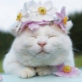 美伽