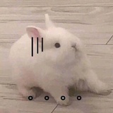 一只美汪