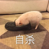沈煜伦
