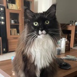 老猫