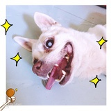 巴基斯坦黑珍珠