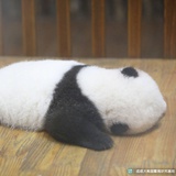 卖个安利