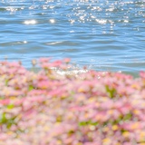 萝卜开花bloom