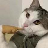 绿豆糕