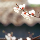 菜