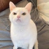 巷子里的猫