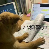 桥豆麻袋
