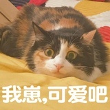 辞岁