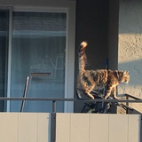 喝咖啡的大猫