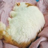 喵喵小小橙