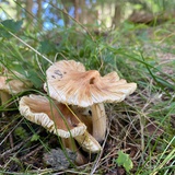 森林野菌