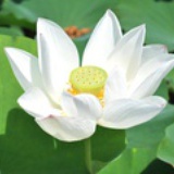 八圣道
