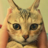 爱毛猫猫