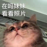 你是哪个小猫咪