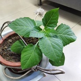 风云化龙