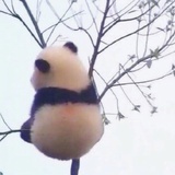 哈哈个气