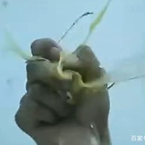 湖北野夫