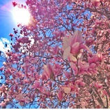 春暖花开