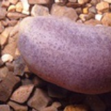 molpadia