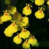 南疆土豆