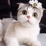 穿靴子的猫