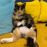 太美不敢看
