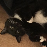 小狗