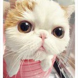 喵星人