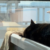 居居有在看书啦