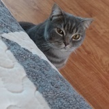 Tutu不会飞゛
