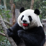 吴迪塞尔