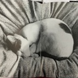 防己