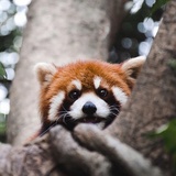 Eyes