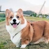 樊小胖