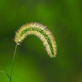 Life Collector