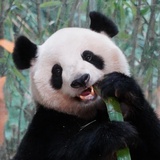山茶十七