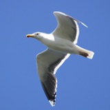 Larus