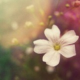 小花