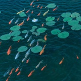 一个冲浪er