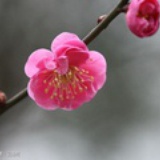 樱花树下