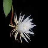 三三