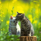 犬戎猫