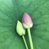 捕风的不点