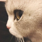 emeea