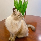 薄荷冷冰冰