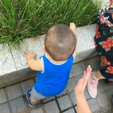 当窗木